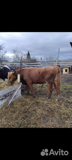 Быки на племя 1.2 года