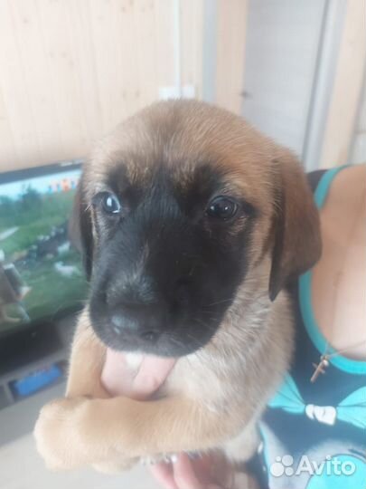 Щенки в добрые руки