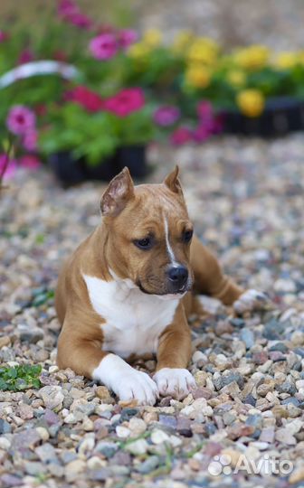 Девочка амстаффа 4 месяца