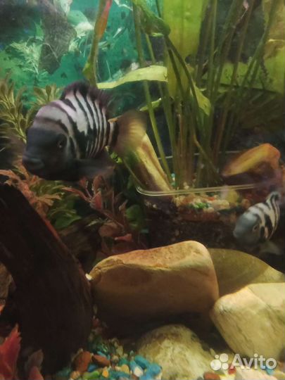 Цыхлиды и цыхлазомы