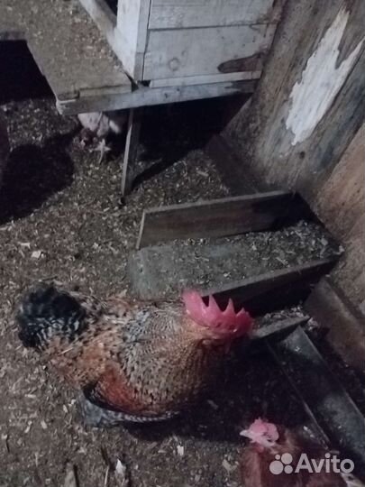 Петухи красавцы