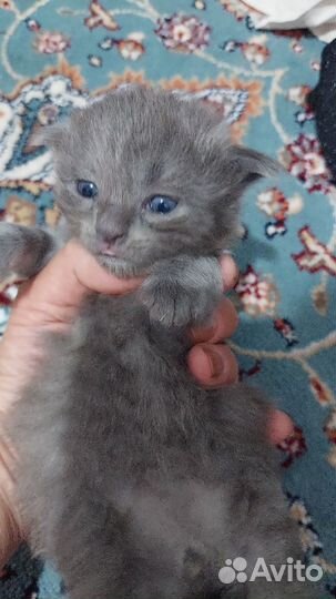 Британские котята