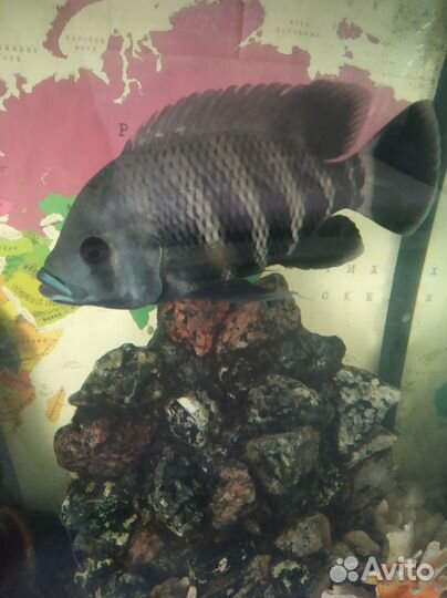 Рыба цихлида