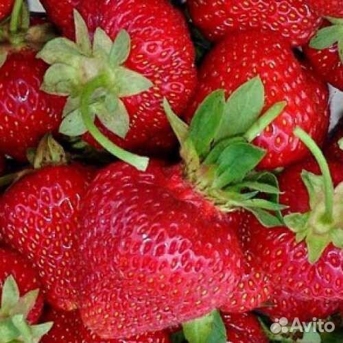 Клубника ремонтантная Королева Елизавета 2