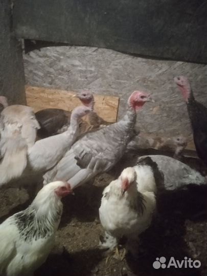 Индюки и индюшки