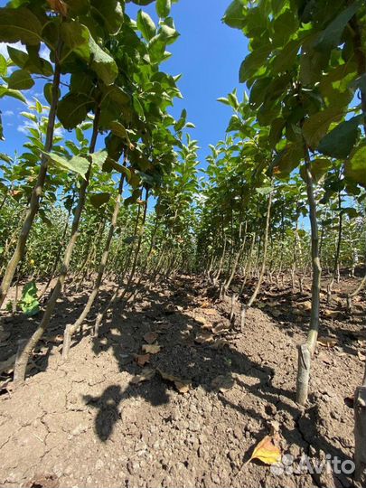 Саженцы яблони оптом мм-106