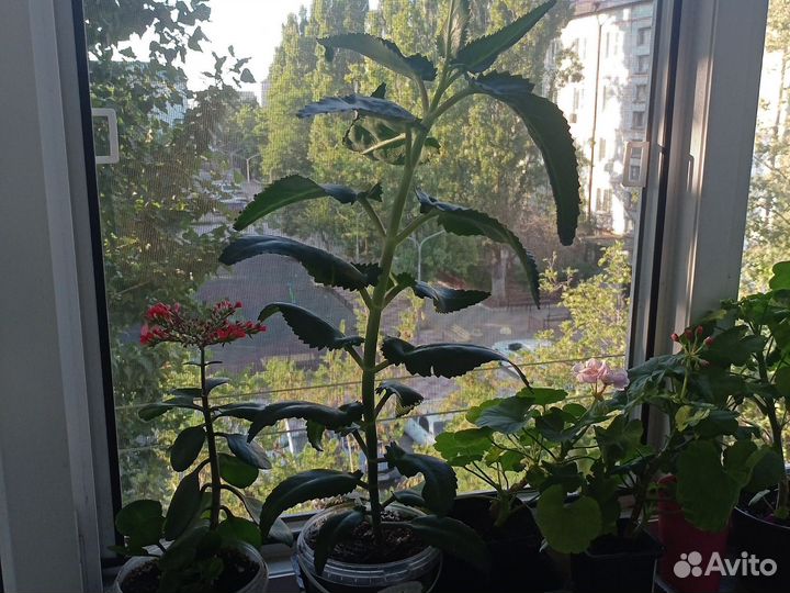 Колонном лечебное