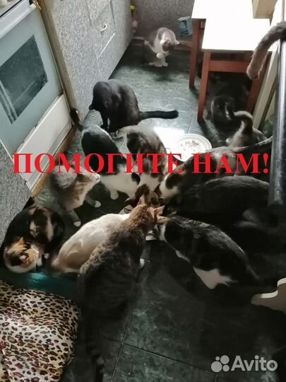 Котейки просят помощи