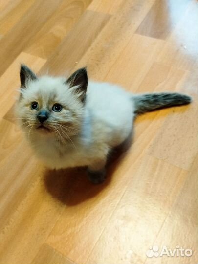 Милые умные котята
