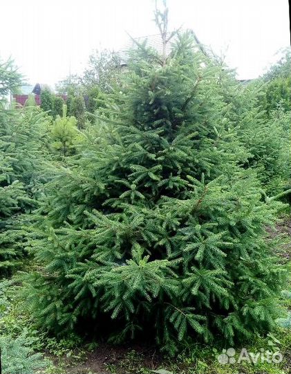 Ель Энгельмана