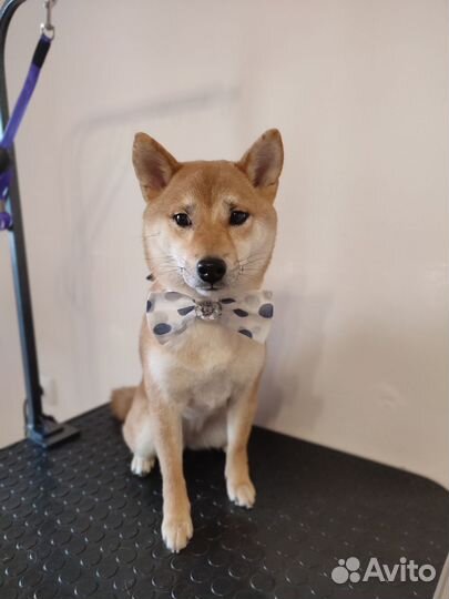 Груминг, экспресс-линька