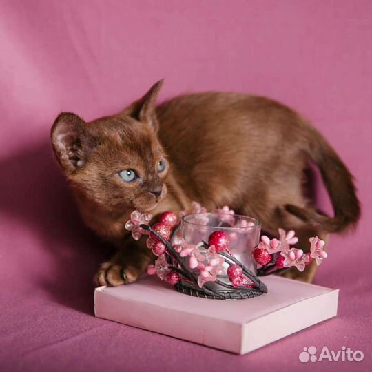 Европейская бурма котята