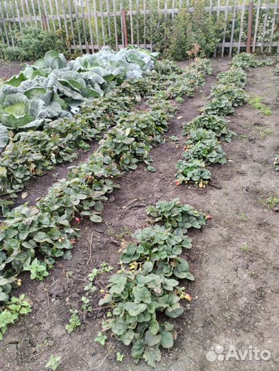 Саженцы Клубника Ремонтантная, саженцы