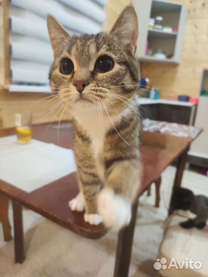 Европейская