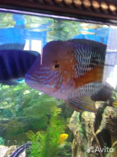 Хромис красавец, акары бирюзовые