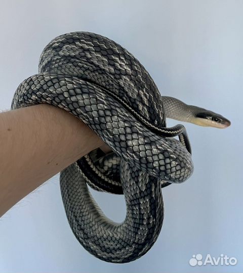 Тонкохвостый полоз Blue Beauty