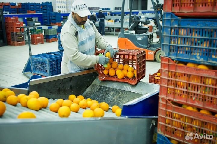 Сортировщик на овощной завод