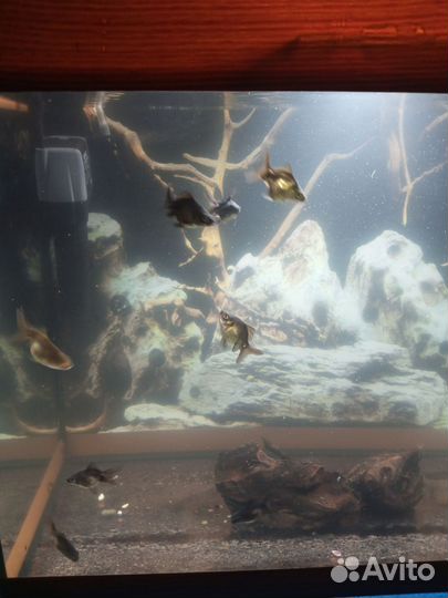 Аквариумные рыбки