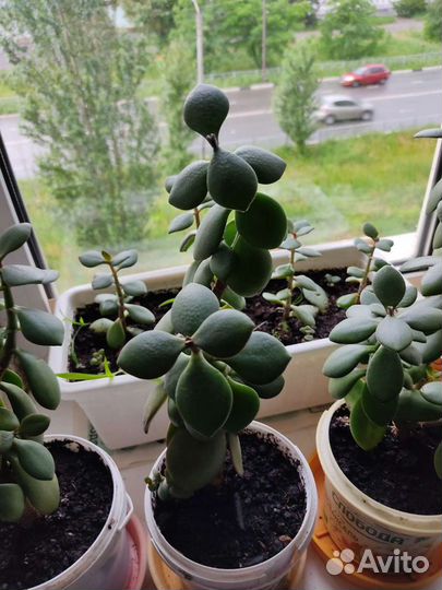 Толстянка Денежное Дерево