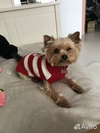Одежда для маленьких собак