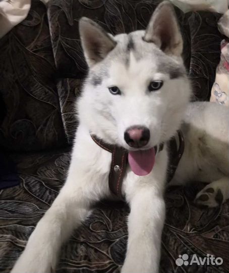 Щенки хаски