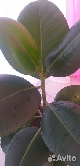 Фикус каучуконосный 50 см