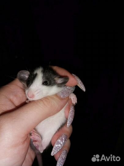 Крыса Дамбо