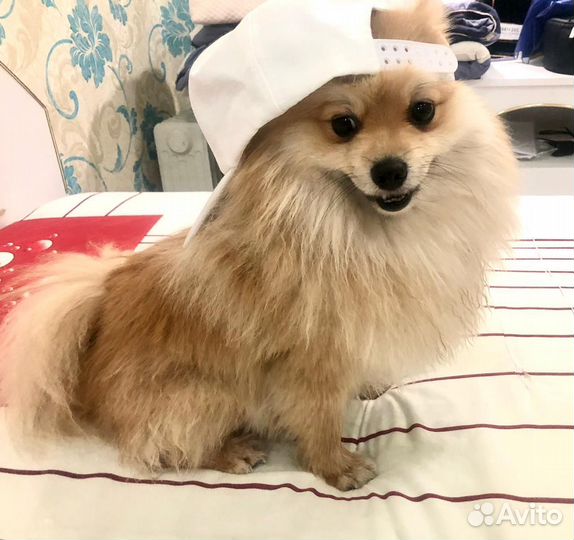 Померанский шпиц малый