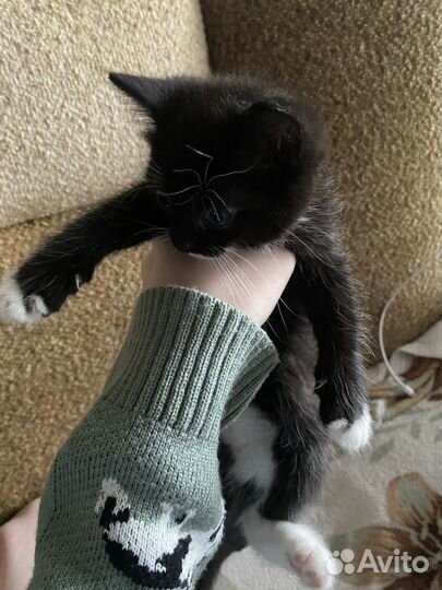 Отлам котят