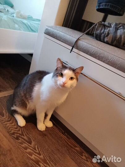Отдам крупного кота