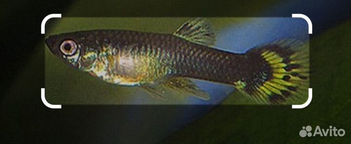 Аквариумные рыбки