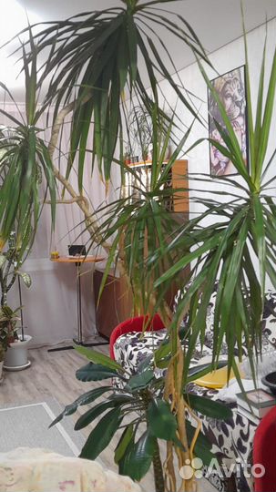 Драцена. Растёт у хозяйки уже 30 лет