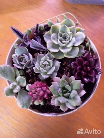Садик из суккулентов