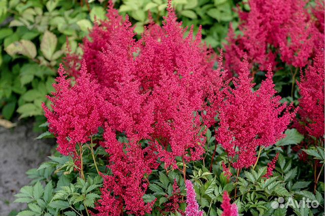 Астильба японская Ред Сентинел купить в Нижнем Тагиле | Товары для дома ...