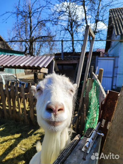 Козы ламанча