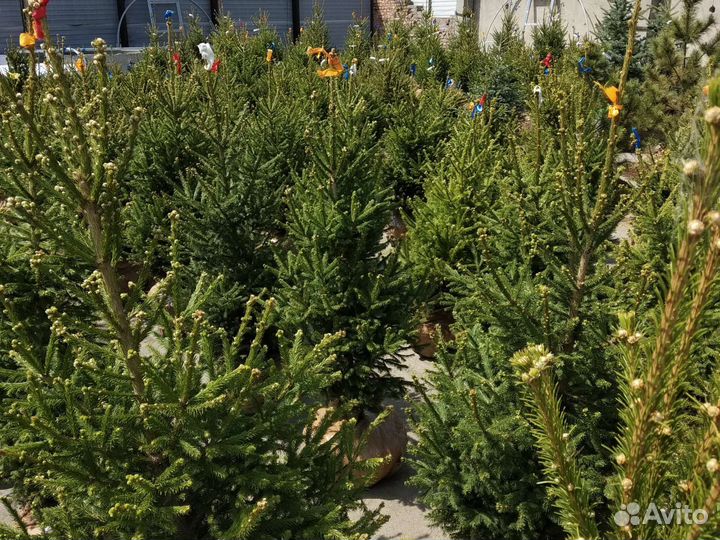 Ель сибирская от 90 до 190 см