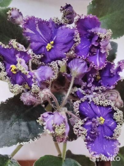 Сортовые фиалки