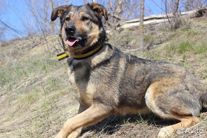 Собака Тося