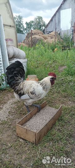 Молодые петушки породы лайкидайдзи и марана