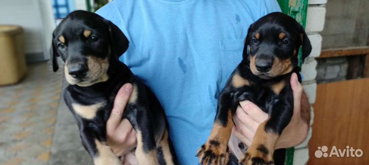 Щенки добермана(Вязка)