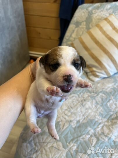 Джек рассел терьер