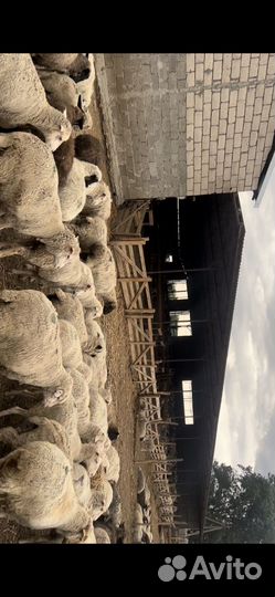 Бараны Матки