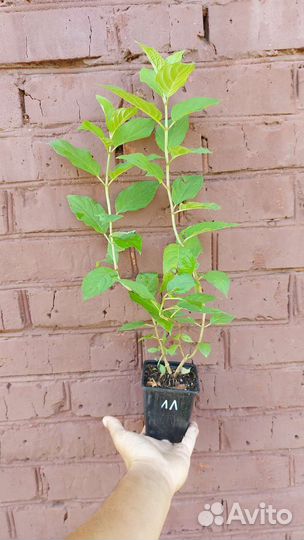 Гортензия метельчатая Ванила фрайз,Полар Бир и др