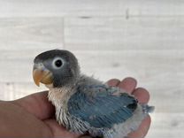 Попугаи неразлучники (Масковые синие, фишера)