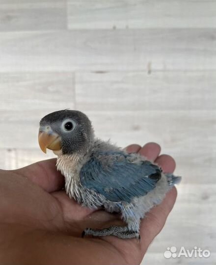 Попугаи неразлучники (Масковые синие, фишера)