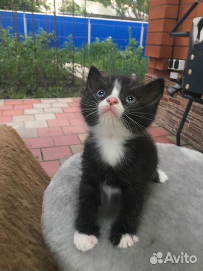 Котята в добрые руки бесплатно