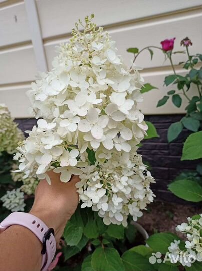 Гортензия Скайфол, Лайм лайт, жемчужина фестиваля