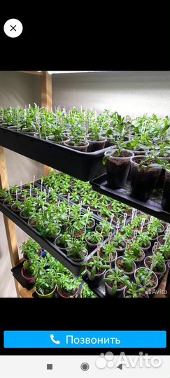 Рассада петунии