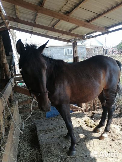 Продажа лошадей