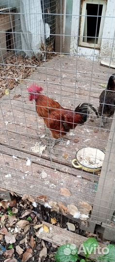 Куры, петухи